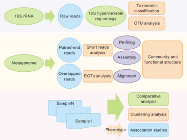 Metagenome-Sequencing-workflow.jpg