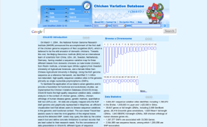 database-03-chicken