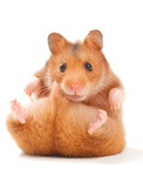 hamster